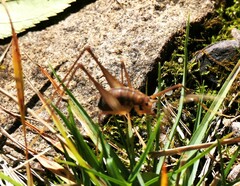 Euhadenoecus puteanus