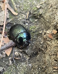 Geotrupes balyi