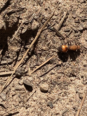 Dasymutilla bioculata