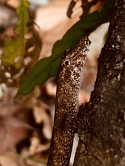 Anolis ortonii