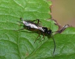 Cryptinae