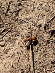 Dasymutilla bioculata