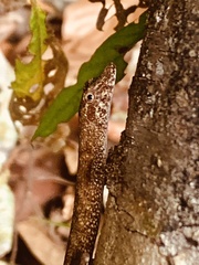 Anolis ortonii