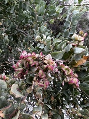 Atriplex lentiformis