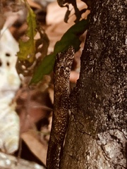 Anolis ortonii