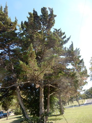 Juniperus virginiana