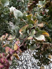 Atriplex lentiformis