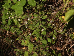 Symphyotrichum drummondii