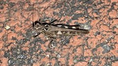 Oedaleus infernalis