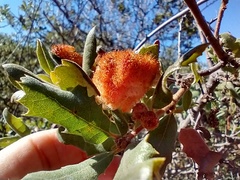 Andricus crystallinus