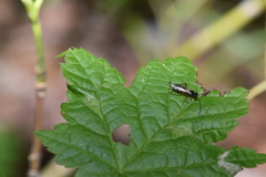 Cryptinae