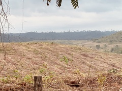 Nyctidromus albicollis