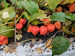 Alkekengi officinarum