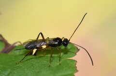 Cryptinae