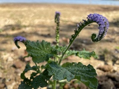 Heliotropium indicum