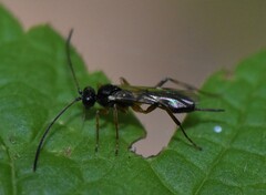 Cryptinae