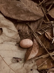 Nyctidromus albicollis