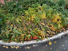 Alkekengi officinarum