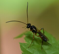 Cryptinae