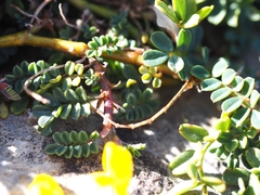 Hippocrepis