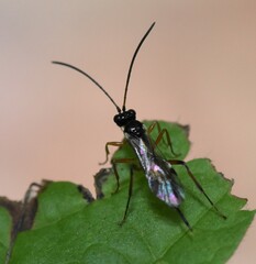 Cryptinae