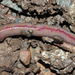 Southern Worm - Photo (c) faluke, some rights reserved (CC BY-NC), uploaded by faluke