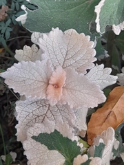 Coleus scutellarioides