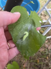 Trichoplusia ni