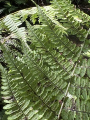 Diplazium sandwichianum
