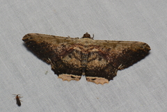 Ruttellerona pallicostaria