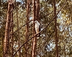 Pseudastur albicollis