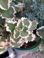 Coleus scutellarioides