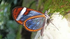Oleria paula