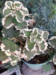 Coleus scutellarioides