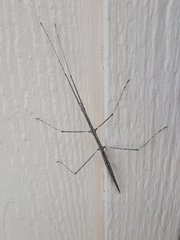 Parabacillus hesperus