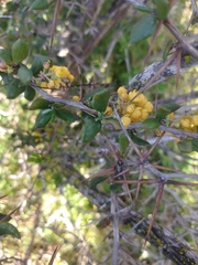 Berberis chilensis