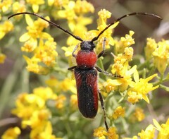 Crossidius discoideus