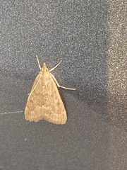 Pyraustini