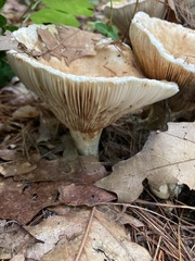 Lactifluus