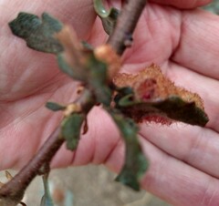 Andricus crystallinus