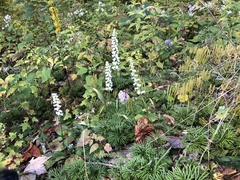 Spiranthes arcisepala