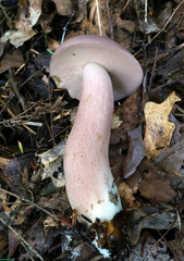 Tylopilus violatinctus