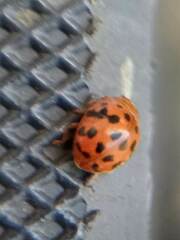 Subcoccinella vigintiquatuorpunctata