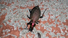 Carabus smaragdinus