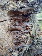 Phellinopsis conchata