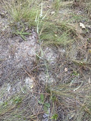 Polygonella gracilis