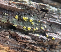 Chlorosplenium