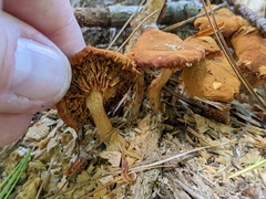 Flammulaster erinaceellus