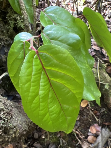 Xylosma crenata, 2022-10-05