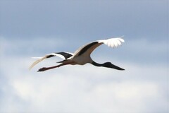 Ephippiorhynchus asiaticus